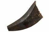 Tyrannosaur Tooth Core - Judith River Formation #194323-1